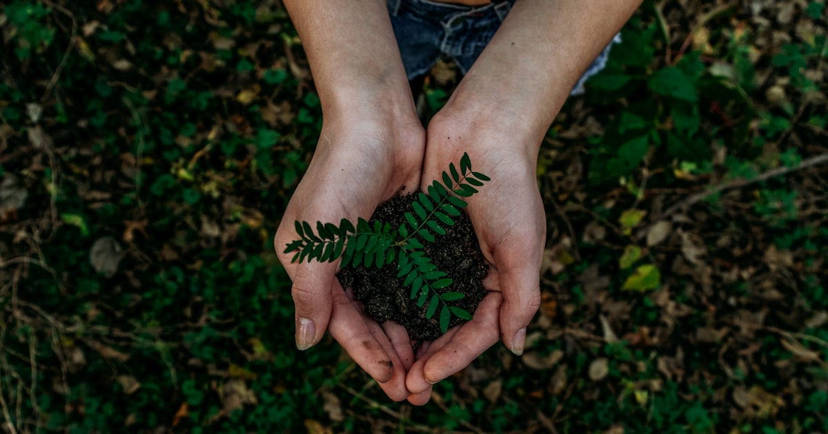 Hands cupping soil and a young green seedling